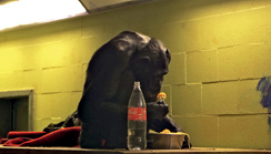 The Chimpanzee Complex