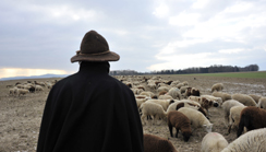 «Hiver nomade»: transhumance sur trois continents