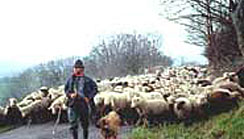 «Transhumance vers le troisième millénaire» gagne  le Grand Prix à Leipzig