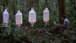 Biosemiotic Borneo