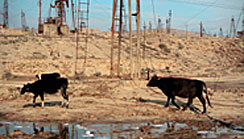 “The Oil Crash”: Best documentary in Palm Beach