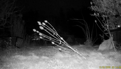Nachtkerzen blühen im Dunkeln